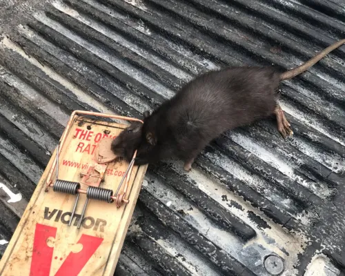 Commercial Pest Control Churchville