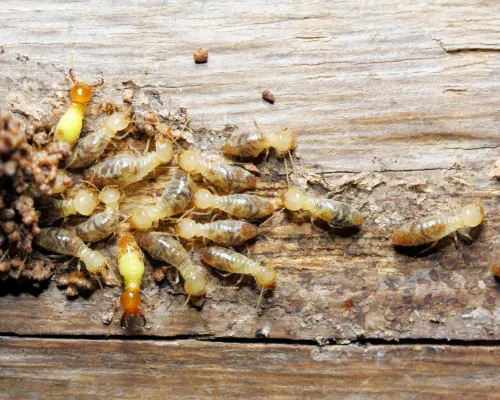 General Pest Control 