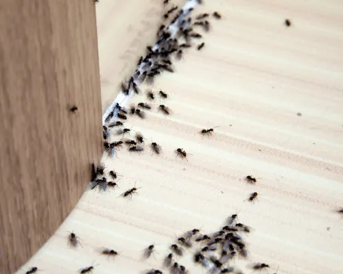 Residential Pest Control Churchville