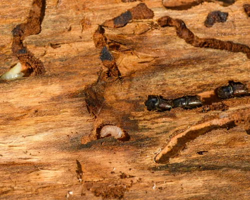 Residential Pest Control Churchville