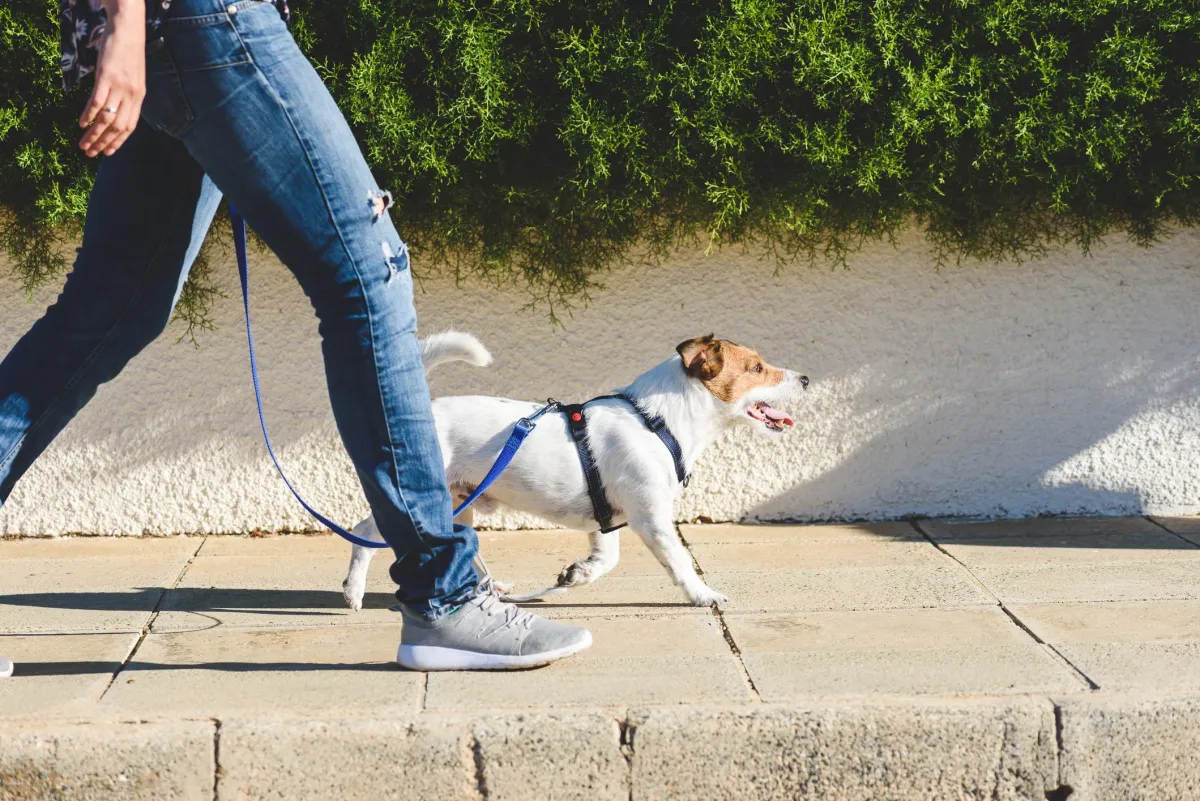 Dog training in Kentucky