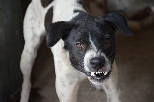 Aggressive Dog Training in Kentucky