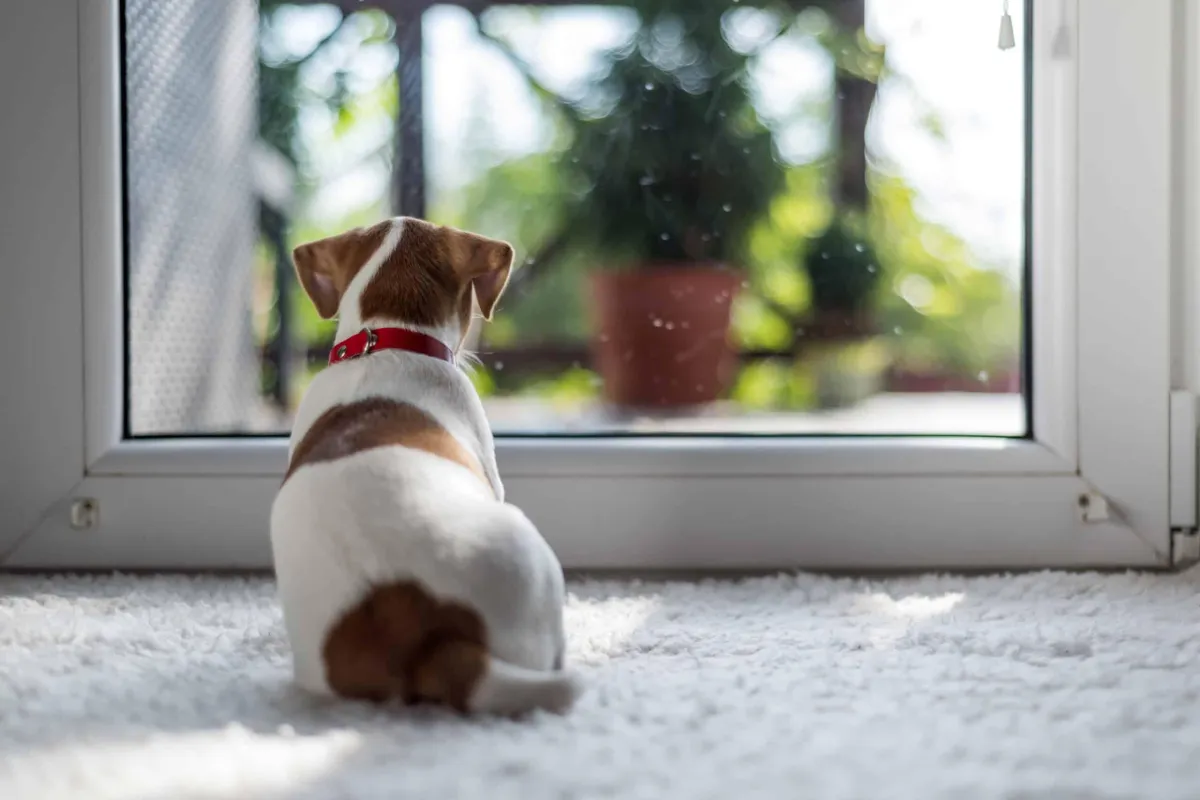 Separation Anxiety training for dogs