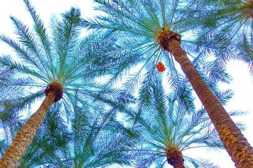 looking up into the canopy of three palm trees the fronds are light and bright green on pale brown trunks