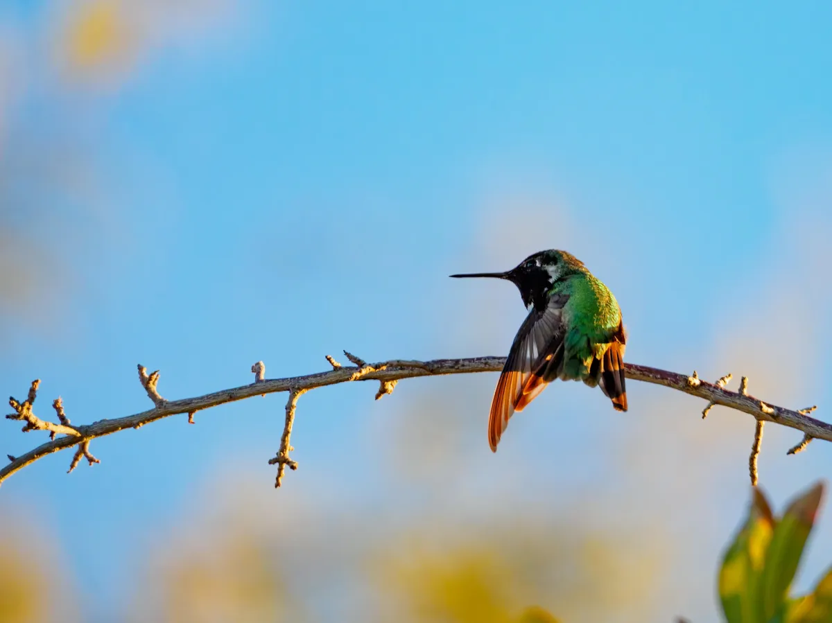 hummingbird sitting on a curved branch it is looking left with its wings down and still the sky is pale blue