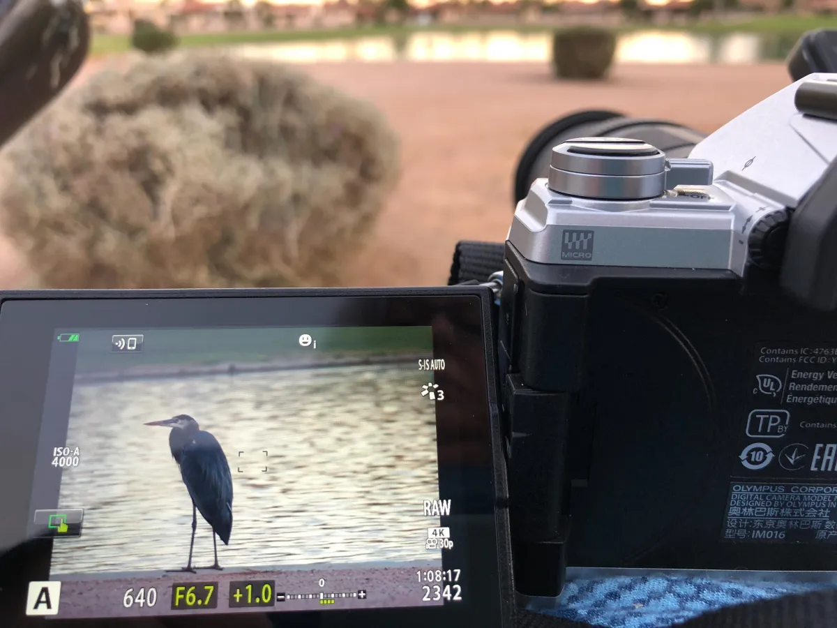 great blue heron seen clearly standing at the edge of a lake on the camera's tilting screen while the far distance shows only the glimmer of a lake with desert landscaping up close