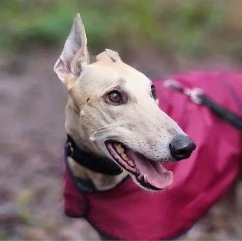 Beautiful Greyhound Sunny