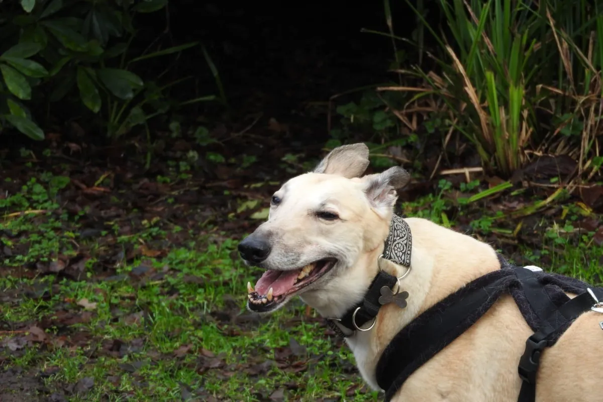 Yogi The Greyhound