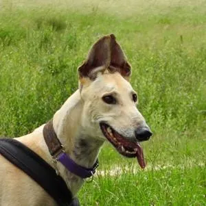 Sunny the Greyhound
