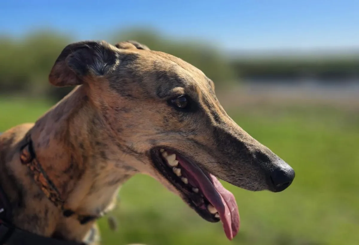 Peter the Greyhound