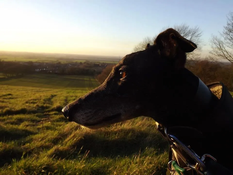 Greyhound in the sunset