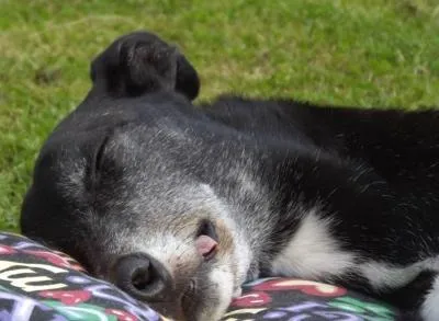 Radley, our first Greyhound