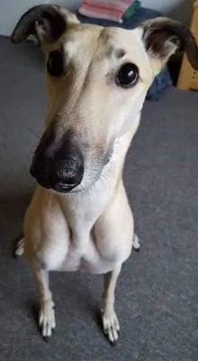 Yogi sitting