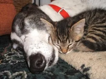 Greyhound with kitten