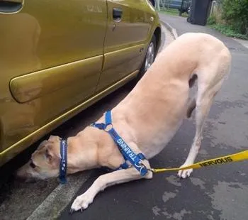 Greyhound spies a cat