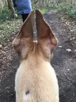 Greyhound radar ears