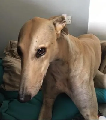 Who found the unattended cheese?