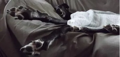Radley Snoozing