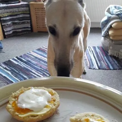 Yogi begging for food