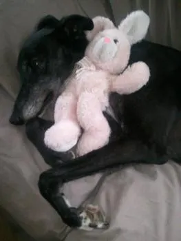 Some Greys love their toys