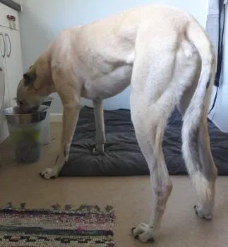 Yogi enjoying breakfast