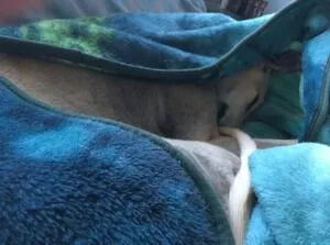 Greyhound nesting in blanket