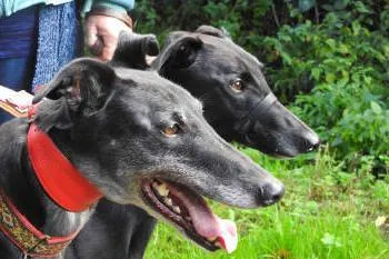 Greyhounds as pets