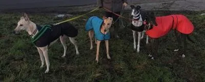 Greyhounds out an about
