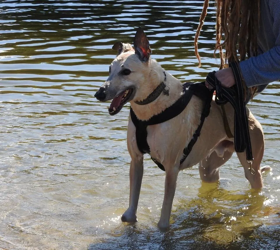 Padling with Yogi