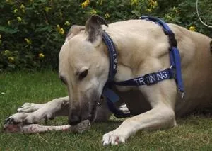 Greyhound with a bone