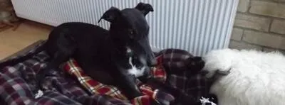 Radley's Favourite Bed