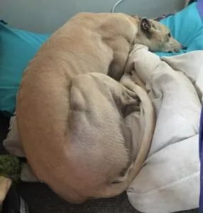 Sunny's big nest