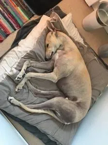 Waiting for teatime