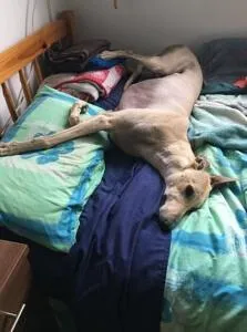 Taking over the bed