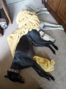 Greyhounds missing the bed