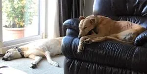 Yogi and Trixie