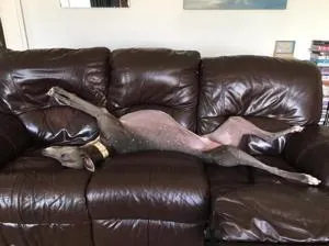 Joseph roaching on the sofa
