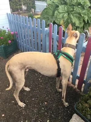 Sunny And The Veggie Garden