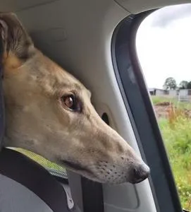 Sunny horse watching