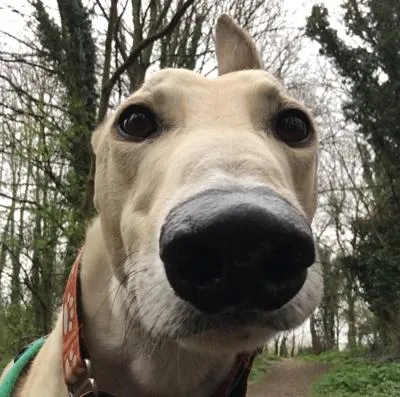 Sunny Greyhound