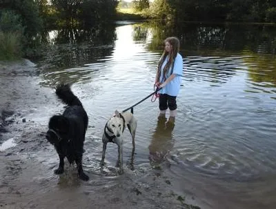 Paddling Greyhound