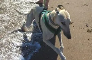 Yogi In The Surf