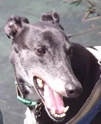 Radley Greyhound