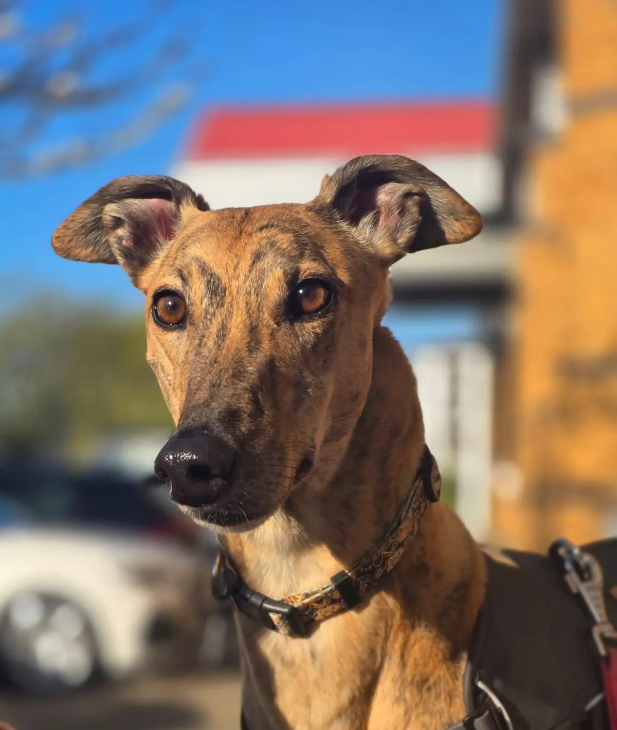 Peter looking handsome
