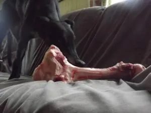 Radley With Bone