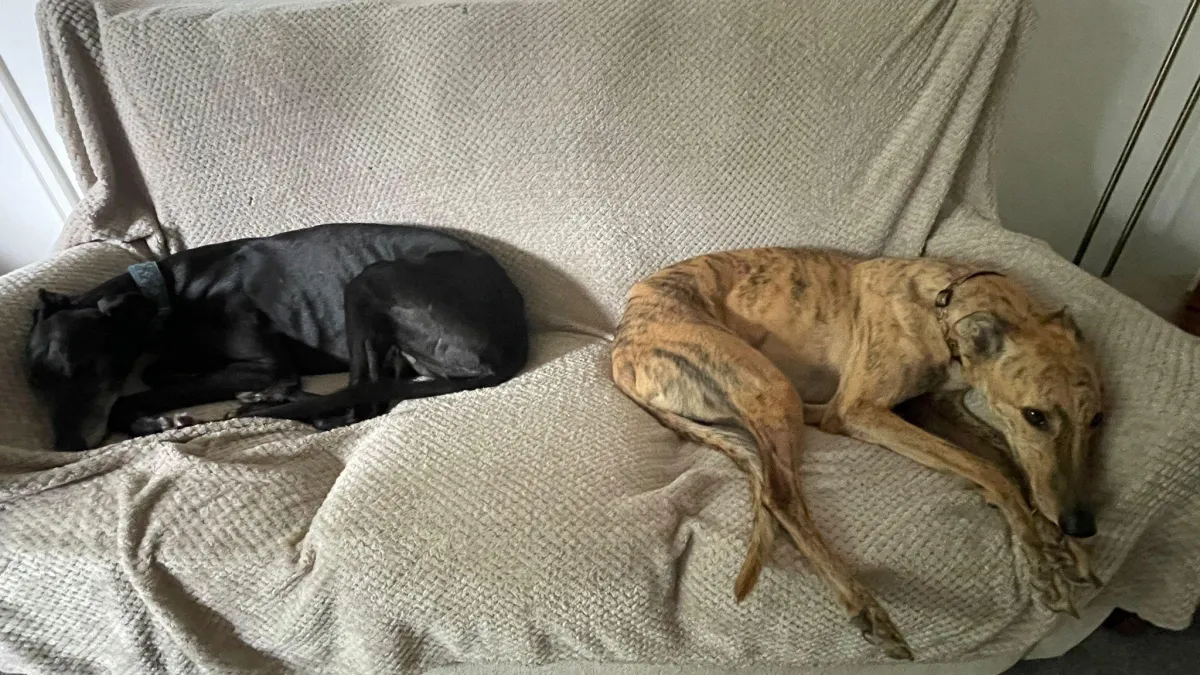 Banksy and Peter on the sofa