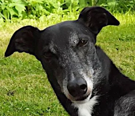 Greyhound