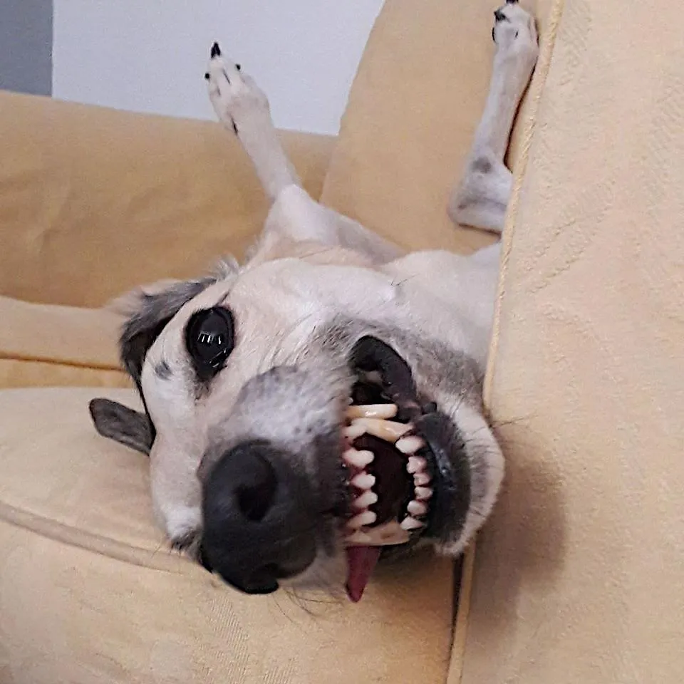 Greyhound seep startle