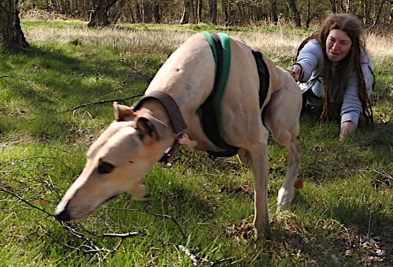 Greyhound puling on the lead