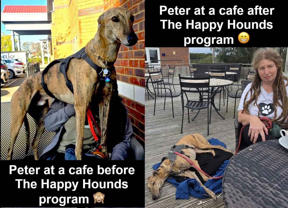 Greyhound in coffee shop